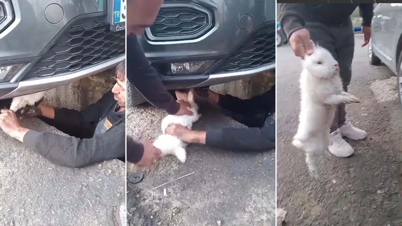 OTOMOBİL MOTORUNDAN TAVŞAN ÇIKTI: ESKİPAZAR’DA ŞAŞIRTAN OLAY