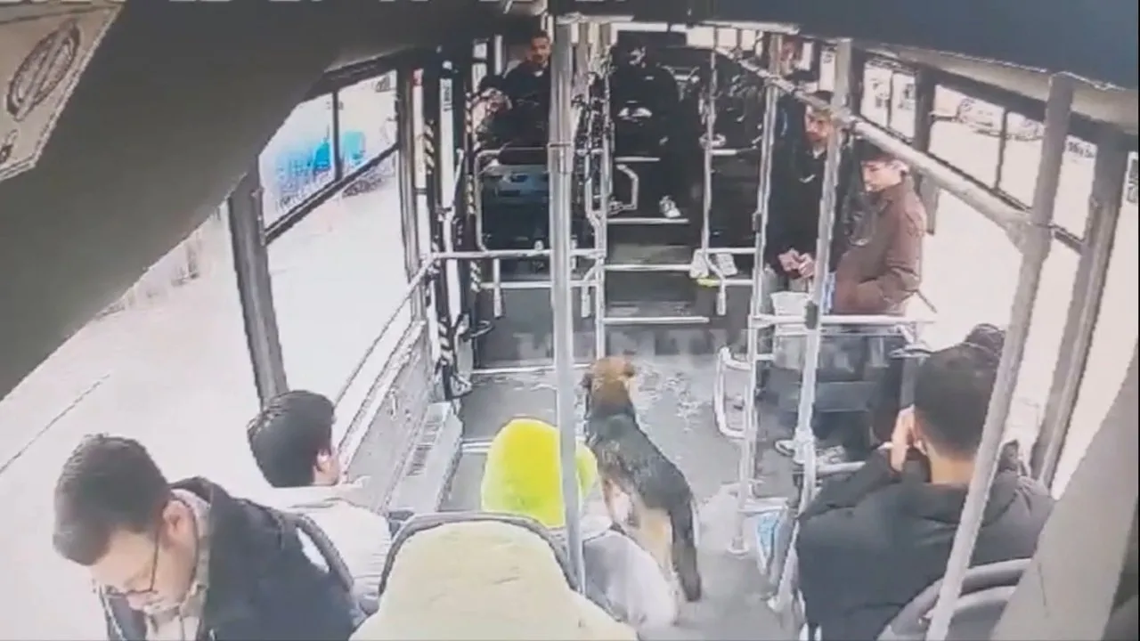 YAĞMURDAN KAÇAN SOKAK KÖPEĞİ HALK OTOBÜSÜNE BİNDİ